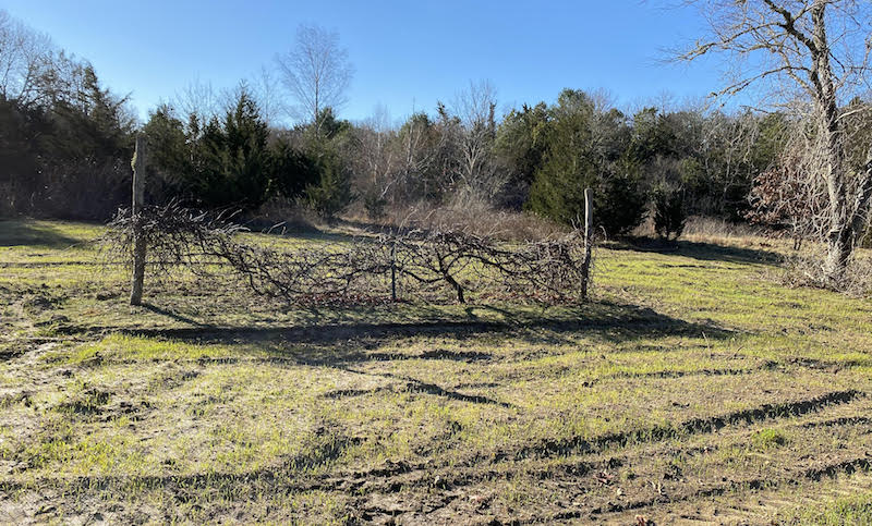 Winter Rye cover crop at the garden earlier in the week. Photo from Dick Pooley