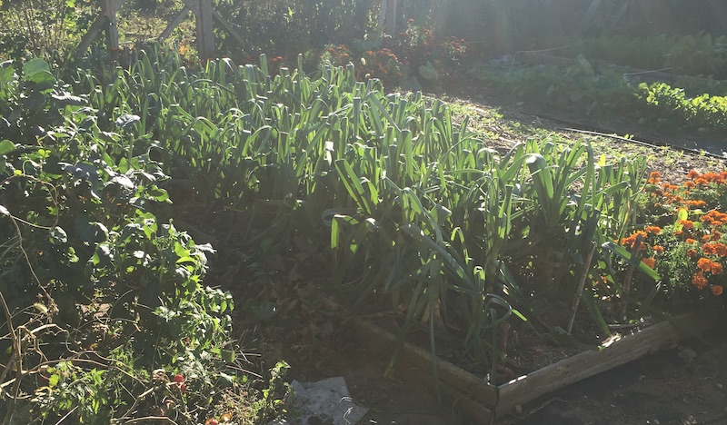 Leeks. In the ground.