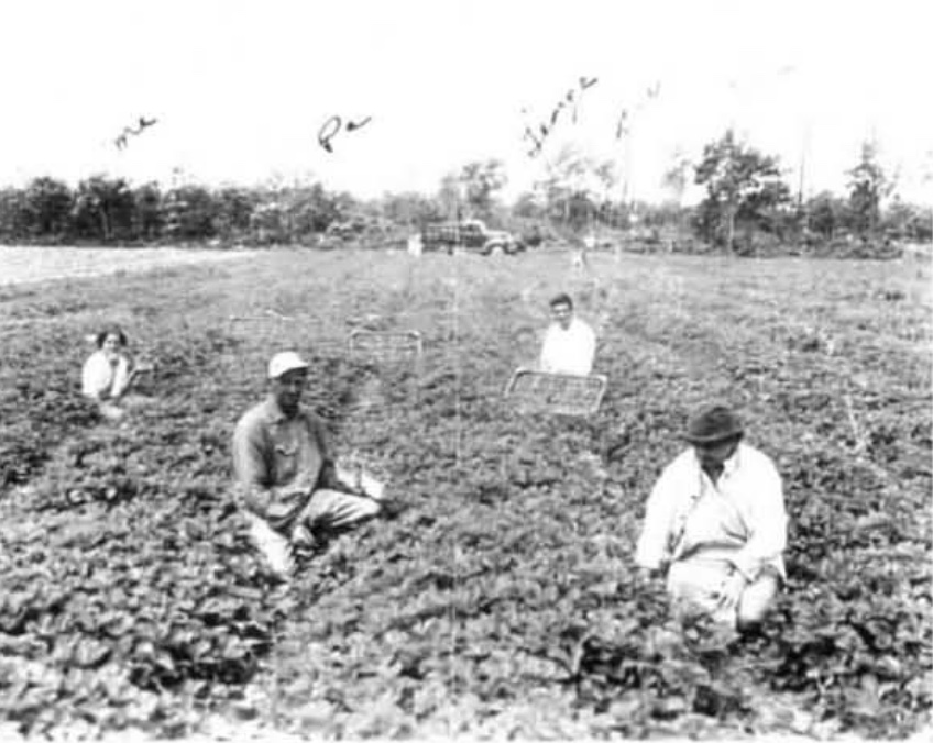 Strawberry picking at the Sousa strawberry farm. Courtesy Falmouth Historical Society